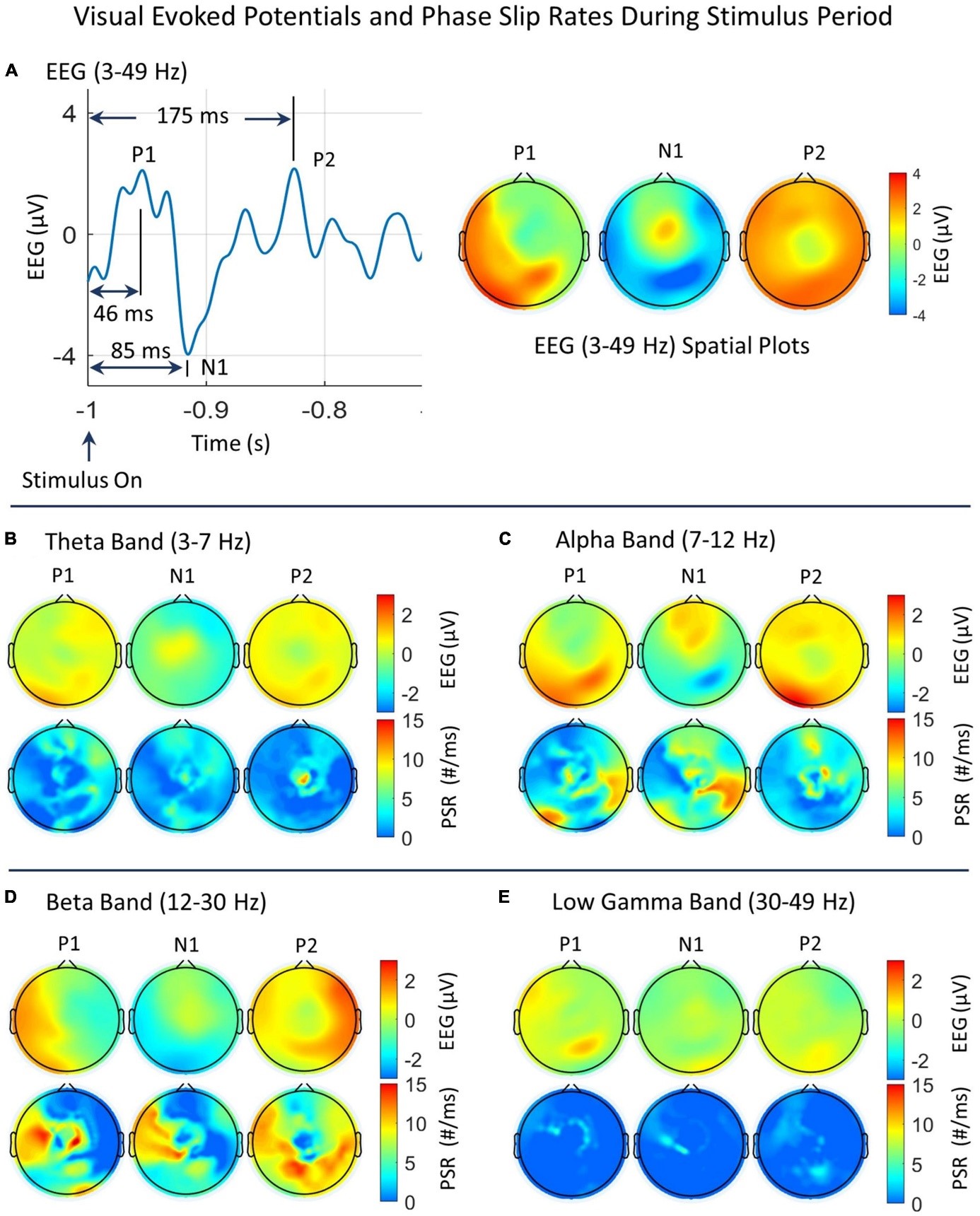 Visual Evoked Potentials an Phase Slip Rates During Stimulus Period