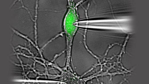 Synaptische Übertragung und Plastizität in isolierten Neuronen - Karl Landsteiner Privatuniversität Krems